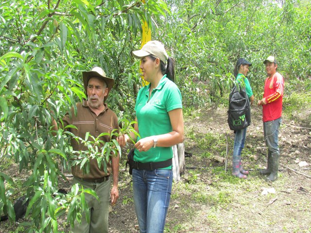 En Norte de Santander  el ICA certificó 78 Predios productores de limón, durazno y hortalizas