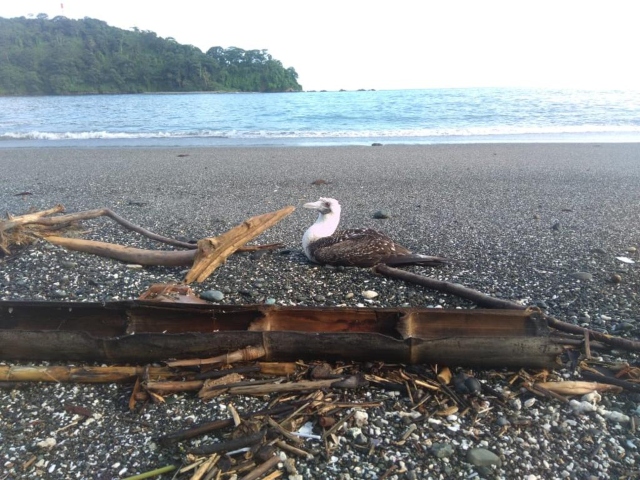 Isla Gorgona