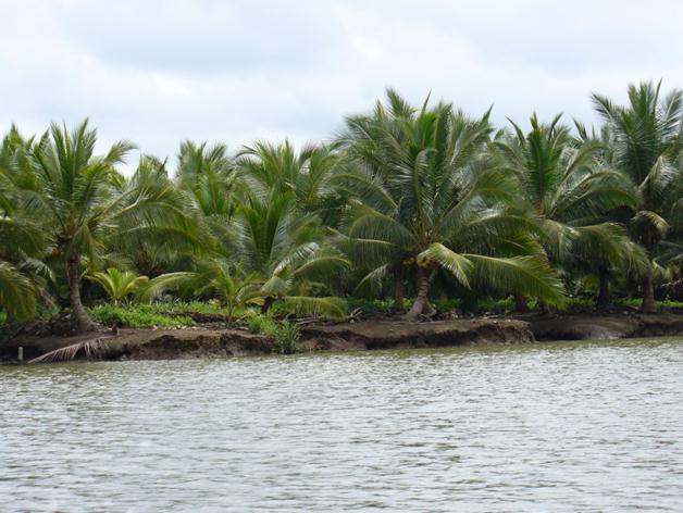 El ICA interviene cultivos de coco en Cauca y Nariño