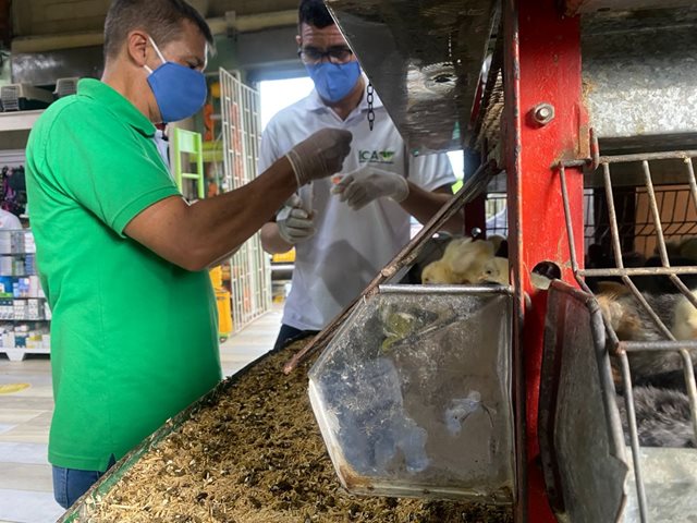 Toma de muestras en aves comerciales en Barranquilla