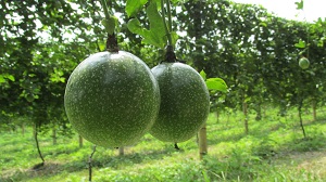 Colombia-prioriza-lista-de-productos-agricolas-con-destino-al-Peru-2.JPG