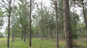 Fotos-Forestales-1.JPG
