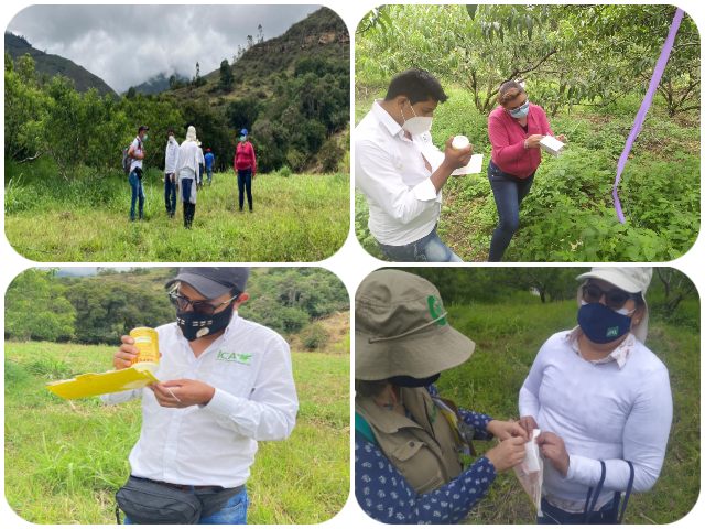 El ICA fortalece los sistemas productivos de durazno en Boyacá