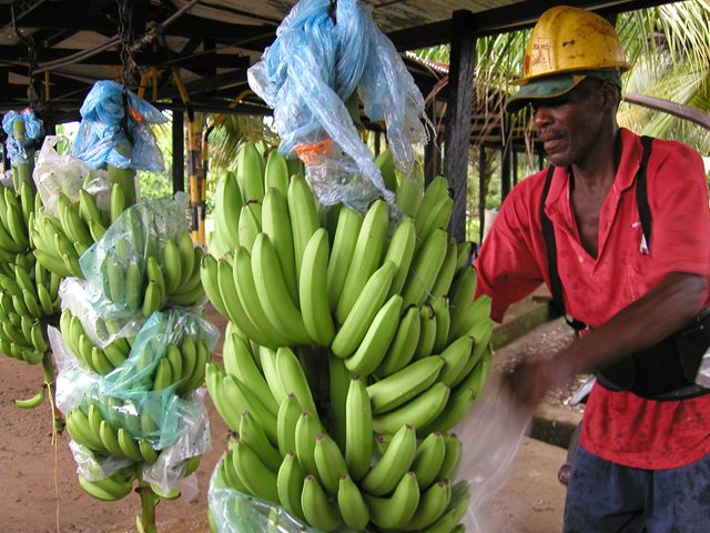 Continúa vigilancia fitosanitaria en cultivos de plátano en Bolívar 
