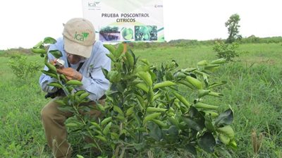 Foto-Prueba-Postcontrol-Citricos-2.JPG