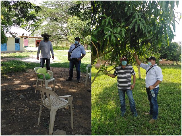 Los viveros y cultivos de frutales del Cesar, con vigilancia del ICA 