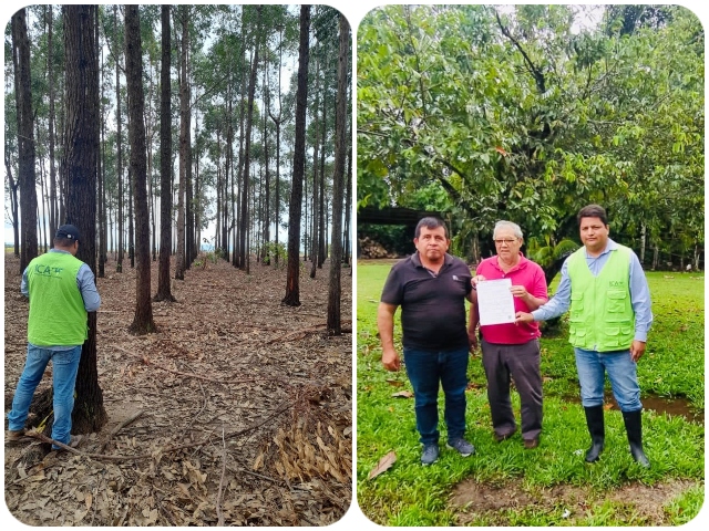 Vigilancia fitosanitaria a plantaciones forestales comerciales 