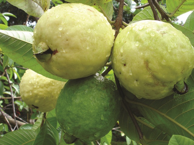 ICA enfrenta la cochinilla en los cultivos de guayaba