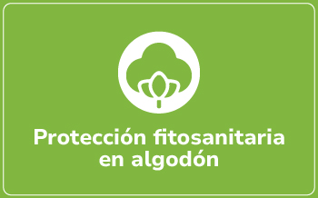 Algodón
