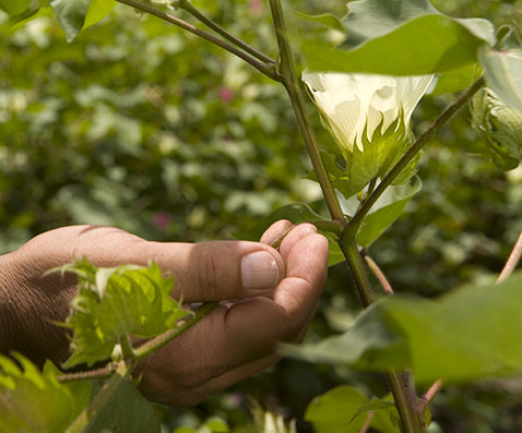 En Magdalena se incrementa el número de predios certificados en Buenas Prácticas Agrícolas.