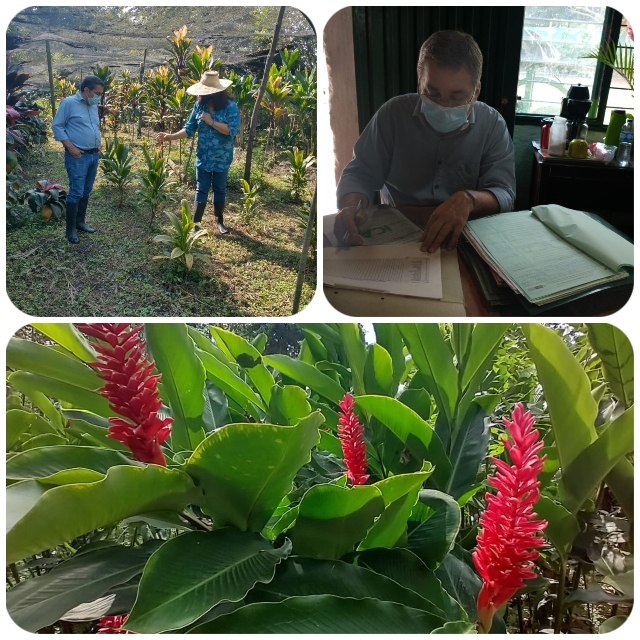 Foto-ICA-Visita-a-predio-con-cultivo-ornamental-en-el-Valle-del-Cauca-2.jpg Foto-ICA-Visita-a-predio-con-cultivo-ornamental-en-el-Valle-del-Cauca-2.jpg