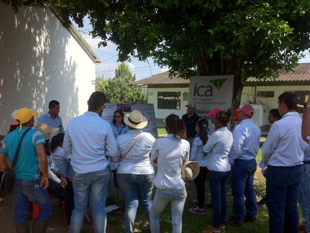 El ICA capacitó  215 productores en manejo integrado de mosca  de la fruta, en el Meta