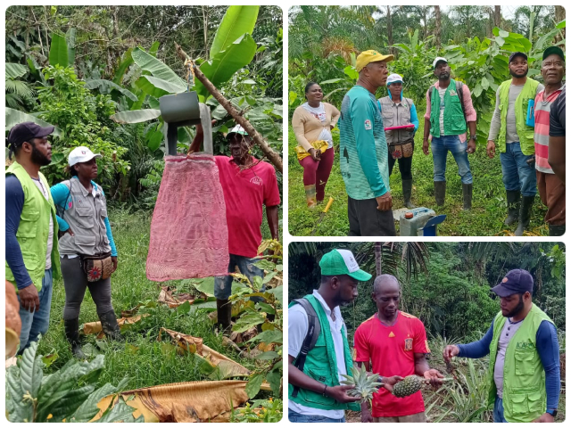 En Chocó, el ICA realizó taller sobre el manejo fitosanitario en cultivos de cacao, plátano y chontaduro 