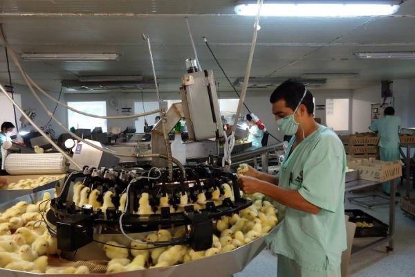 Avicol S.A. podría iniciar importaciones a Bolivia