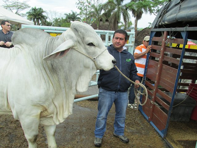 Expo Malocas 2016 contará con 4 puestos de expedición de Guías de Movilización Interna para animales