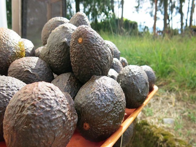 Aguacateros de Antioquia se preparan para ingresar al mercado americano 