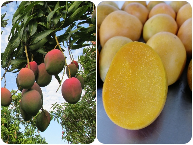 El sabor, aroma y frescura del mango colombiano ingresa al mercado de los Estados Unidos