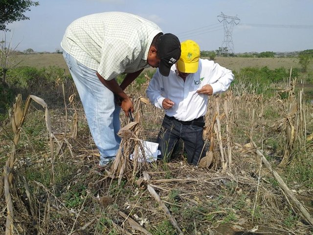 El ICA hace acompañamiento a cultivadores  de ñame y yuca dulce que buscan  su registro para exportar