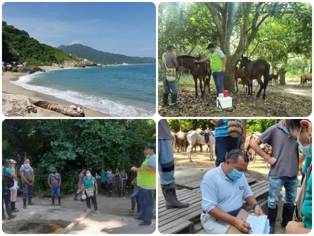 Vacunación contra la EEV en el Parque Tayrona 