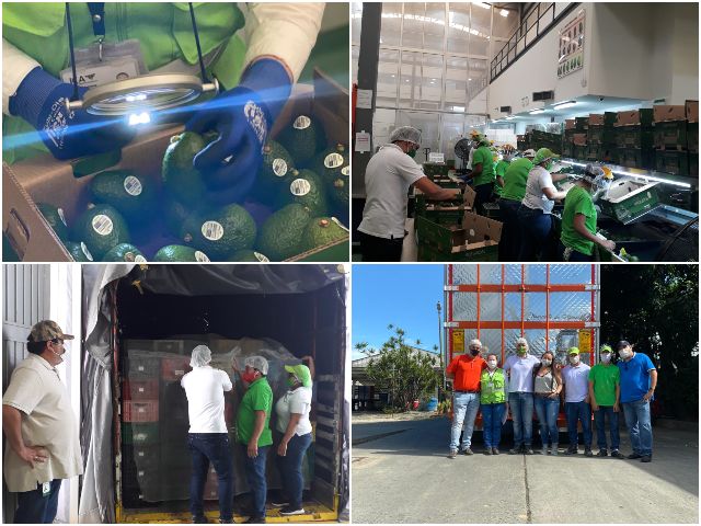 Inspección a cargamento de aguacate Hass con destino a Argentina.