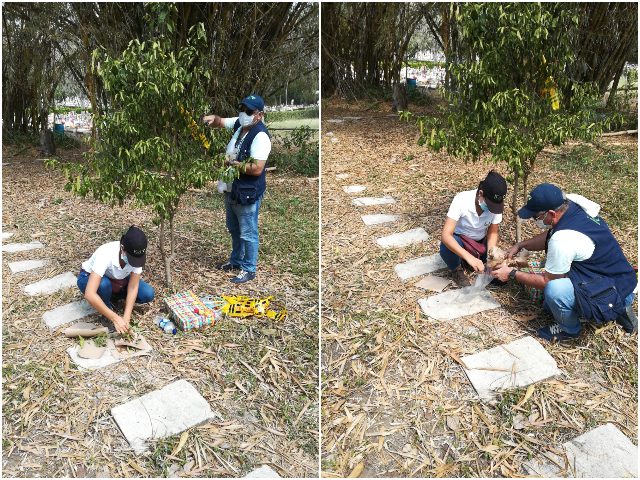 El ICA realizó vigilancia e inspección a predios citrícolas de Sucre