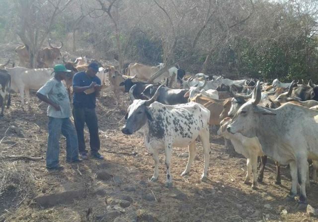 Con el apoyo del ICA, productores protegen el hato bovino del Archipiélago de San Andrés, Providencia y Santa Catalina