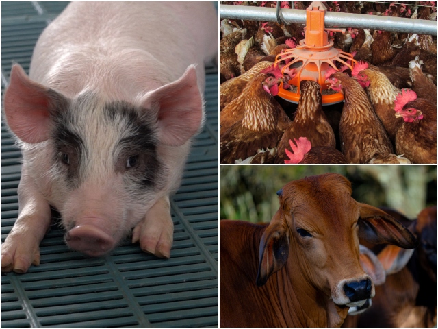 Chile aceptó los requisitos sanitarios para la exportación de alimentos para mascotas de vísceras aviares, bovinas y porcinas de origen colombiano