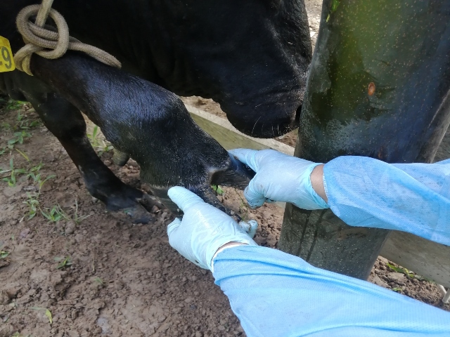 Visitas de vigilancia activa de predios con alto riesgo de fiebre aftosa en Amazonas