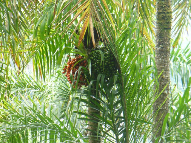 El ICA invertirá 650 millones de pesos para beneficiar a productores de chontaduro y coco del Puerto de  Buenaventura