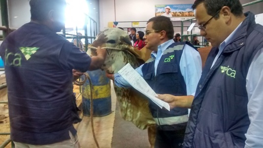 Permanente control sanitario ejerce el ICA a los animales que participan en la 20° Congreso mundial Corferías 2014