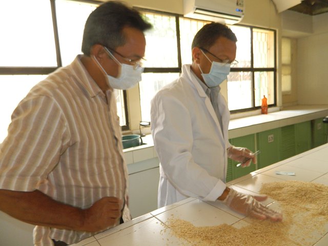 Disminuye certificación de semillas de arroz en la Costa Caribe
