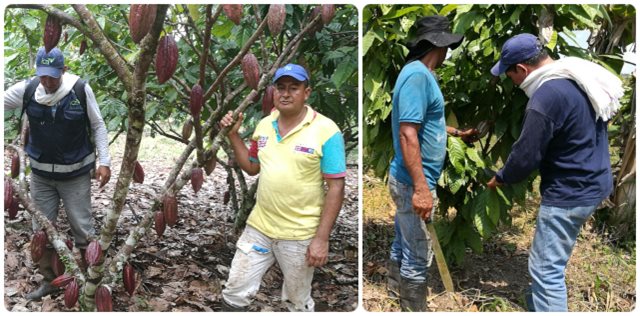 Fortalecer la producción de cacao es la meta de los productores en el Guaviare
