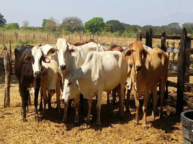 El ICA emitió concepto zoosanitario de bovinos de contrabando aprehendidos por la Polfa en el Cesar