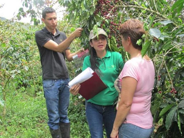 El ICA puso en consulta pública proyecto de resolución que establece  medidas fitosanitarias para el manejo integrado de la broca del café