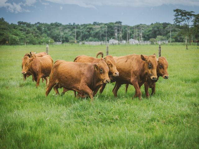 El ICA continúa adelantando vigilancia en predios ganaderos para mantener el estatus de país libre de fiebre aftosa con vacunación 