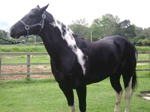 Reabren importación de caballos procedentes de Uruguay