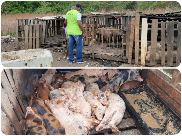 Vigilancia  y monitoreo a predios pecuarios en San Andrés