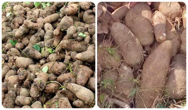 En el departamento de Bolívar se fortalece la producción de ñame