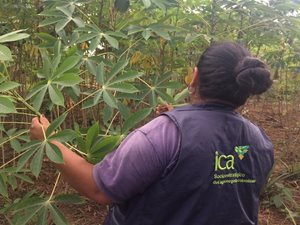 Indigenas-cultivadores-de-yuca-son-capacitados-en-deteccion-y-manejo-de-plagas-en-Vaupes-5.JPG Indigenas-cultivadores-de-yuca-son-capacitados-en-deteccion-y-manejo-de-plagas-en-Vaupes-5.JPG