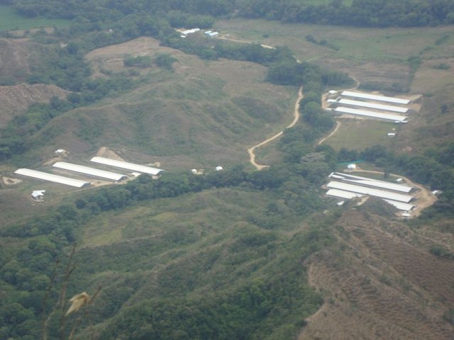 Colombia tiene los dos primeros compartimentos libres de la enfermedad aviar “Newcastle”