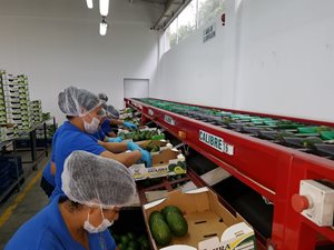 Aguacate-5.jpg