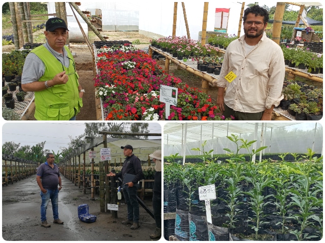 Inspección fitosanitaria a viveros comerciales del Quindío