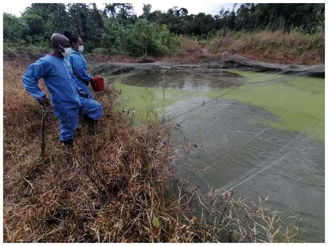 Continúan la vigilancia epidemiológica y el registro a predios acuícolas en el Chocó