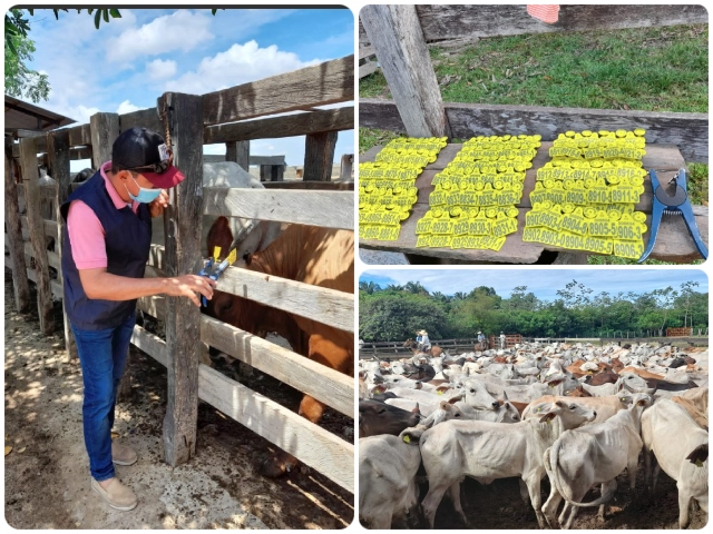 Bovinos y bufalinos de Arauca son inspeccionados y controlados por el ICA 