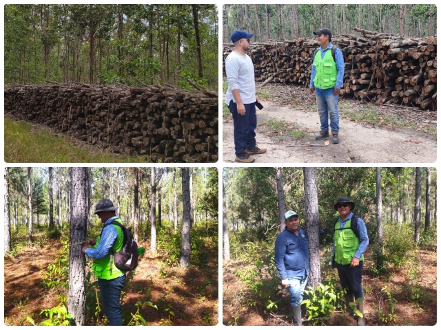 Vigilancia a plantaciones forestales con fines comerciales en Vichada
