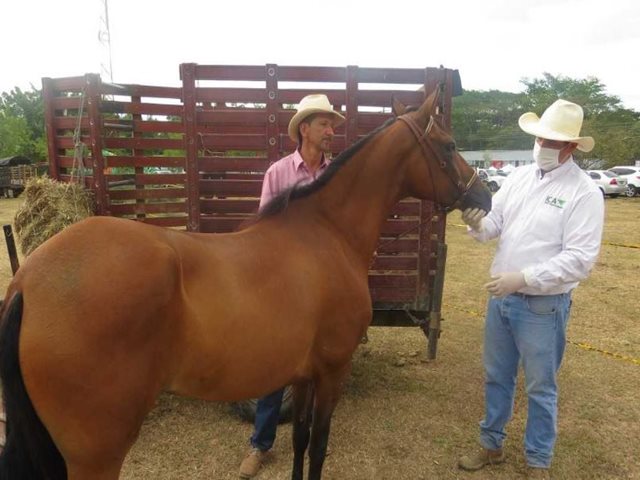El ICA garantizó la sanidad animal en las ferias equina y ganadera del Huila