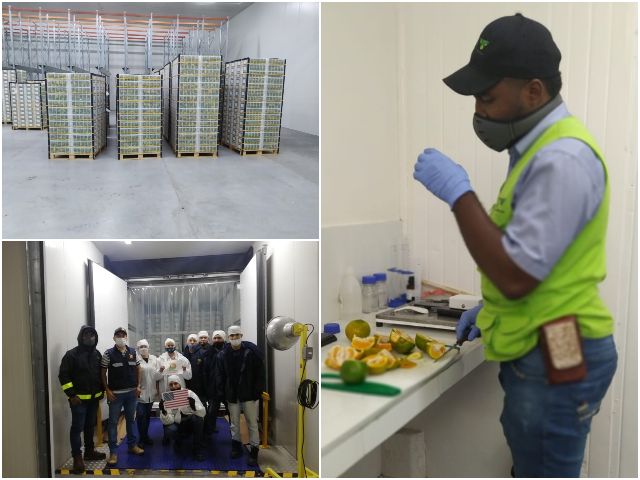 Actividades de inspección a cargamento de mandarinas.