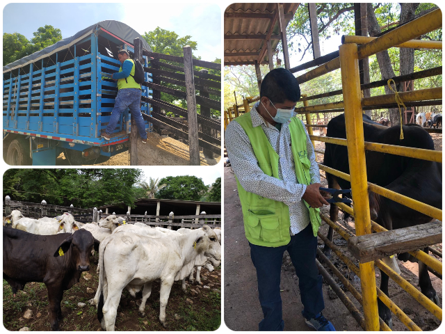 Movilización animal, con cumplimiento de requisitos
