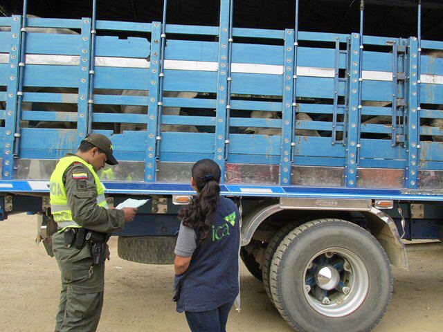 Se desarticuló estructura delincuencial en Norte de Santander dedicada al contrabando de bovinos