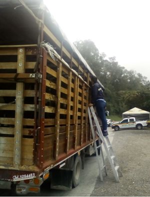Intensifican-acciones-de-control-en-el-movimiento-de-animales-para-mantener-sanidad-agropecuaria-en-Caldas4.jpg